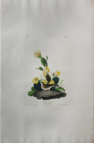 John James Audubon (1785-1851), Plate XCIV Grass Finch or Bay-winged Bunting