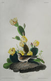 John James Audubon (1785-1851), Plate XCIV Grass Finch or Bay-winged Bunting