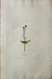 John James Audubon (1785-1851), Plate IX Selby's Fly Catcher