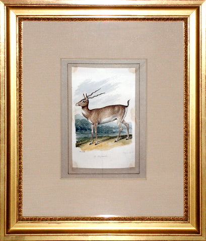 Samuel Howitt (British, 1765-1822) A. Missouri (Antelope)
