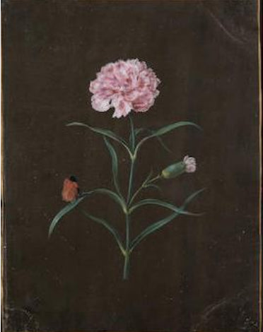 Barbara Regina Dietzsch (German, 1706-1783), A Carnation with a Resting Butterfly