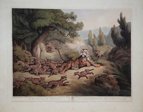 Thomas Williamson (1758-1817) and Samuel Howitt (1765-1822), A Tiger Hunted by Wild Dogs
