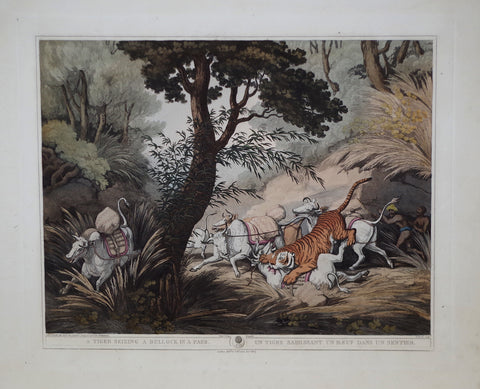 Thomas Williamson (1758-1817) and Samuel Howitt (1765-1822)  A Tiger Seizing a Bullock in a Pass