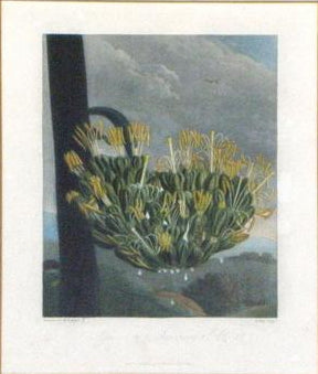Robert John Thornton (1768-1837), Agave, or American Aloe