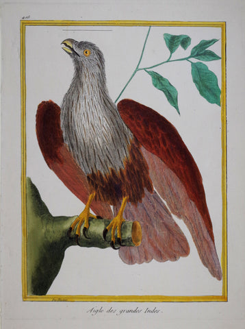 Francois Nicolas Martinet ( b. 1731), Aigle des grandes Indes Pl 416