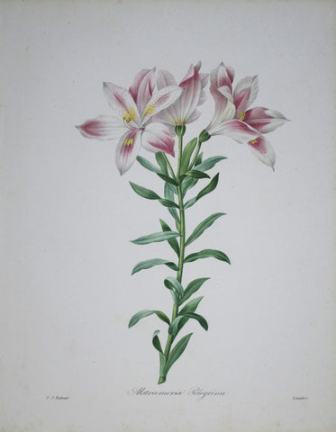 Pierre Joseph Redoute (1759-1840), Alstroemeria Pelegrina