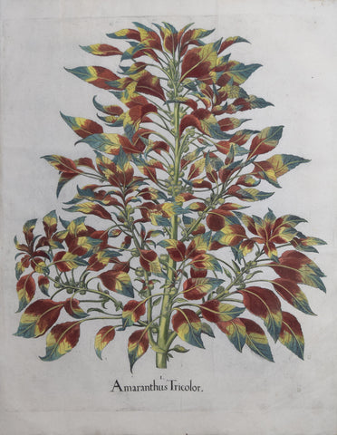 Basilius Besler (1561-1629), Amaranthus Tricolor