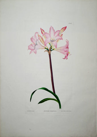 Priscilla Susan Bury (1799-1872), Amaryllis Belladonna 45