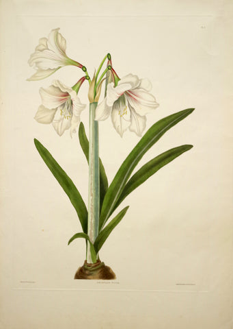 Priscilla Susan Bury (1799-1872), Amaryllis Picta 5