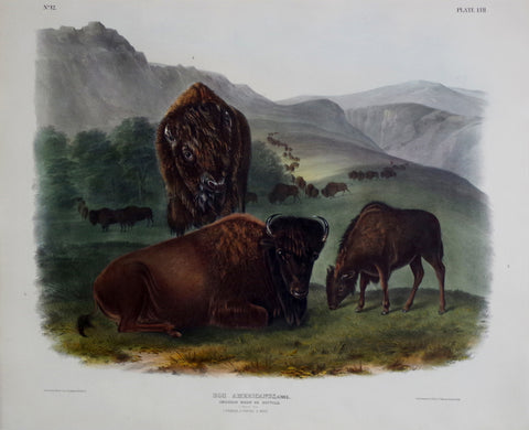 John James Audubon (1785-1851) & John Woodhouse Audubon (1812-1862), American Bison or Buffalo Pl. LVII