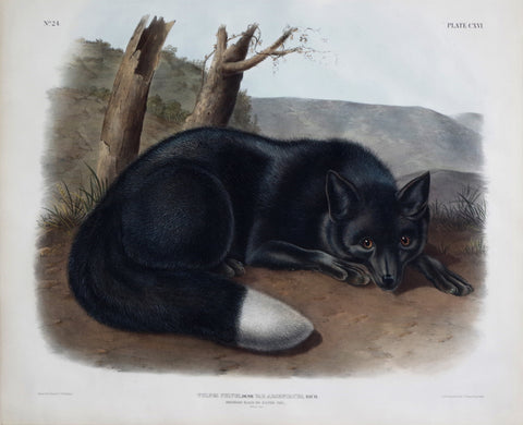 John James Audubon (1785-1851) & John Woodhouse Audubon (1812-1862), American Black or Silver Fox Pl. CXVI