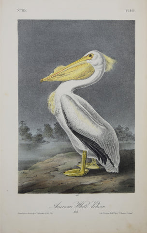 John James Audubon (American, 1785-1851), Pl 422 - American White Pellican
