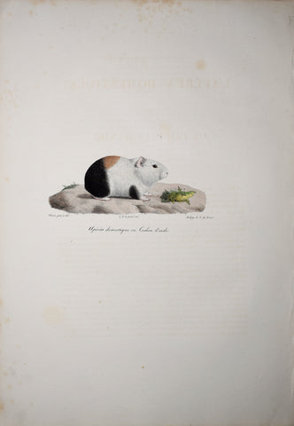 Frederic Cuvier (1769-1832) & Geoffroy Saint-Hilaire (1772-1844), Aperca domestique ou Cochon d'inde - Guinea Pig