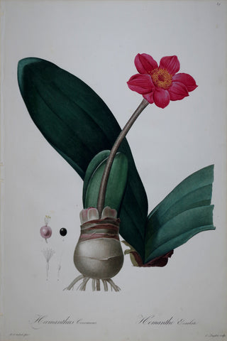Pierre Joseph Redouté (1759-1840), April Fool, Plate 39