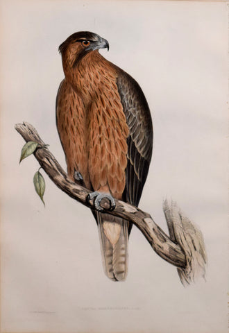 John Gould (1804-1881), Aquila Morphnoides