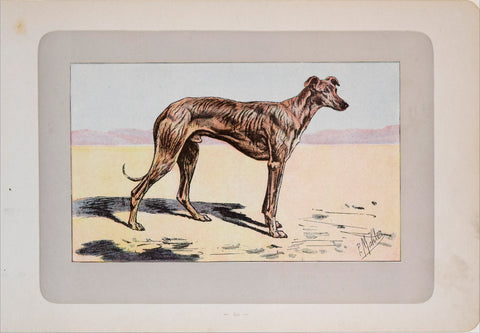 P. Mahler & J.B. Samat, Arabian Greyhound