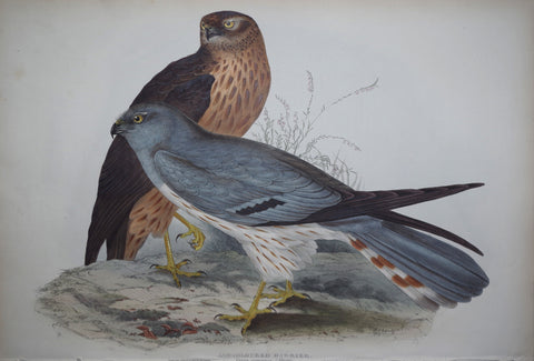 John Gould (1804-1881), Ash-coloured harrier