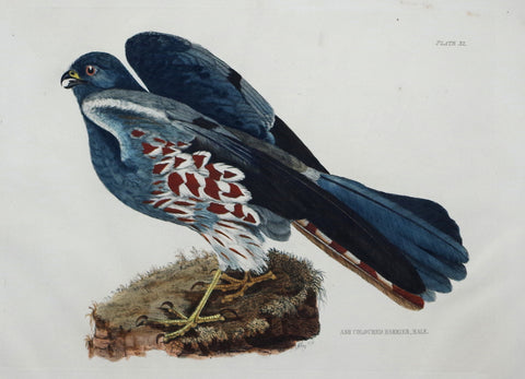 ﻿Prideaux John Selby (1788-1867), Ash Coloured Harrier Male Plt XI