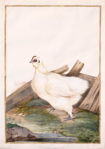 Claude Aubriet (French, 1665-1747), Coq Domestique (Domestic Fowl)