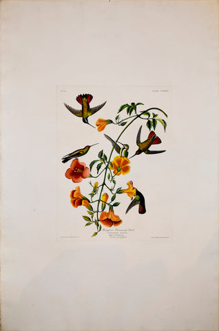 John James Audubon (1785-1851),  Plate CLXXXIV Mangrove Humming Bird