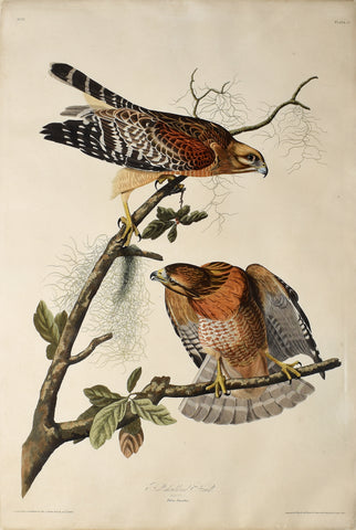 John James Audubon (1785-1851), Plate 56 Red-shouldered Hawk