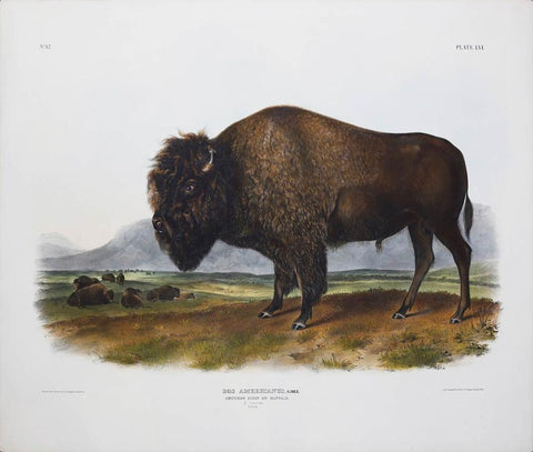 John James Audubon (1785-1851) & John Woodhouse Audubon (1812-1862), American Bison or Buffalo Pl. LVI