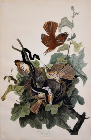 John James Audubon (1785-1851), Plate CXVI Ferruginous Thrush
