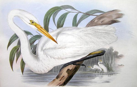 Great Egret - The Australian Museum