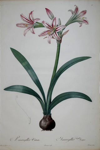 Pierre Joseph Redouté (1759-1840), Barbados Lily Striped Horse-Star, Plate 10