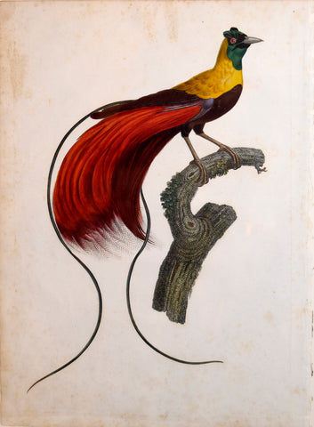 Jacques Barraband (1767-1809), L'Oiseau de Paradis Rouge