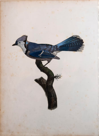 ﻿Jacques Barraband (1767-1809), Le Geai Bleu