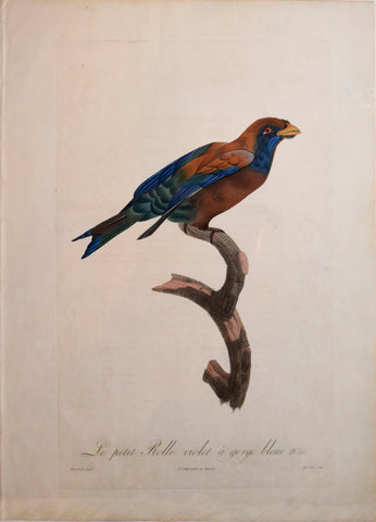﻿Jacques Barraband (1767-1809), Le Petit Rolle Violet a Gorge Bleue