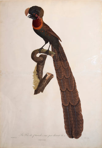 ﻿Jacques Barraband (1767-1809), La pie de paradis ou l'incomparabale, mâle