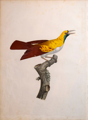 Jacques Barraband (1767-1809), Le Petit Oiseau de Paradis Emeraude Femelle