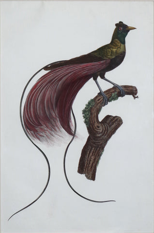 Jacques Barraband (1767-1809), Le Oiseaux de Paradis Rouge