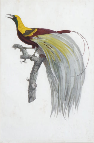Jacques Barraband (1767-1809), Le Petit Oiseaux de Paradis