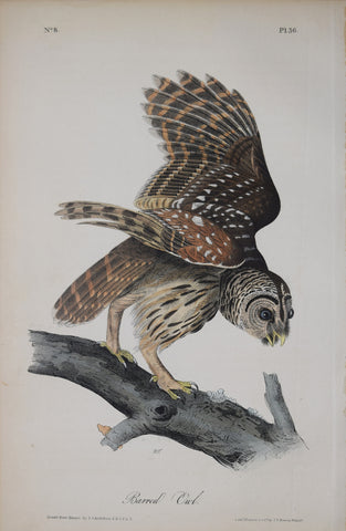 John James Audubon (American, 1785-1851), Pl 36 - Barred Owl