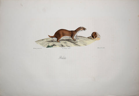 Frederic Cuvier (1769-1832) & Geoffroy Saint-Hilaire (1772-1844), Belette - Least Weasel
