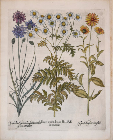 Basilius Besler (1561-1629), Tanacetum modorum flore