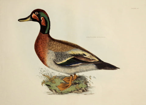 Prideaux John Selby (1788-1867), Bimaculated Duck Male Plt