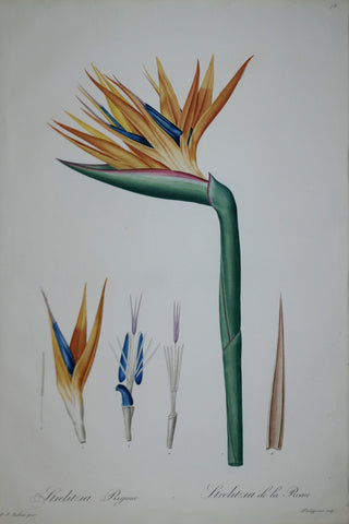 Pierre Joseph Redouté (1759-1840), Bird of Paradise Flower, Plate 78