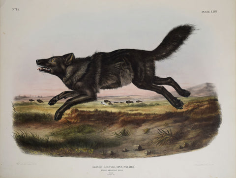 John James Audubon (1785-1851) & John Woodhouse Audubon (1812-1862),  Black American Wolf Pl. LXVII