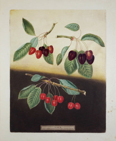 George Brookshaw (1751-1823), Bleeding Heart, Ox Heart, & Maple Heart Cherries, Pl IX