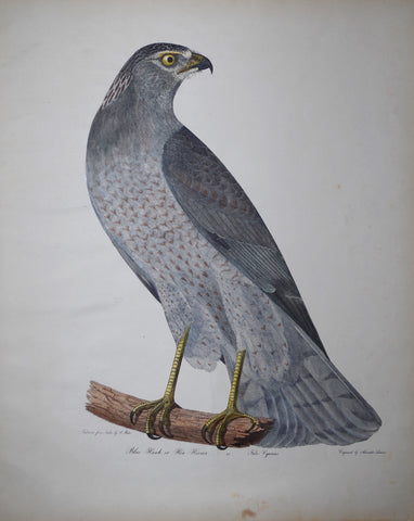 Alexander Wilson (1766-1813), Blue Hawk