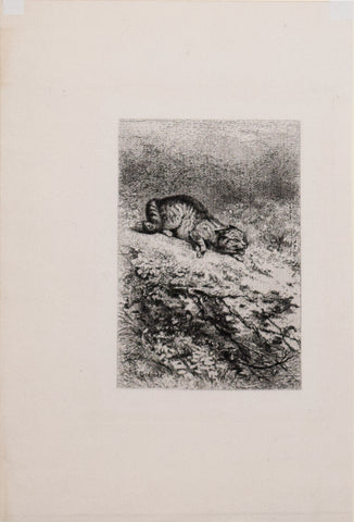 Karl Bodmer (1809-1893), Cat