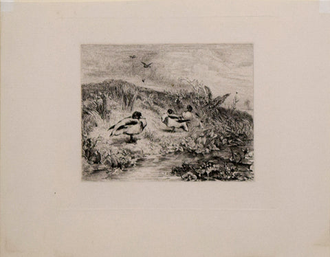Karl Bodmer (1809-1893), Ducks