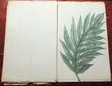 Francois Van Boeckholtz (Dutch, fl 1773 - 1819), Korte beschreiving van den Soekoon, of Brood=boom op Java.