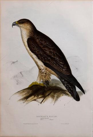 John Gould (1804-1881), Bonelli's Eagle