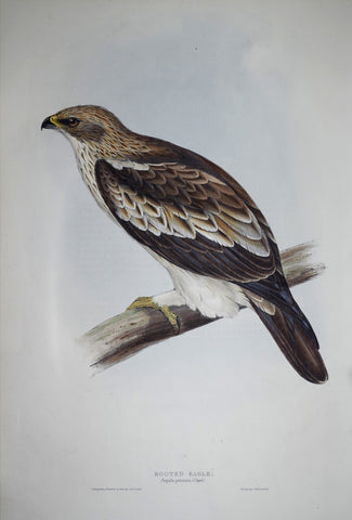 John Gould (1804-1881), Booted Eagle