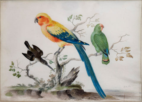 Johannes Bronckhorst (Dutch, 1648-1727), Parrots